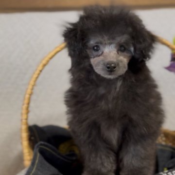 トイプードル(トイ)【青森県・女の子・2025年10月23日・シルバー】の写真「可愛らしい子♡サイズは小さめかもです」