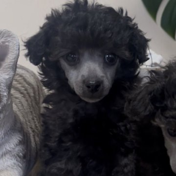 トイプードル(トイ)【青森県・女の子・2025年10月23日・シルバー】の写真「美人な子💃💕✨」