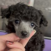 トイプードル(トイ)