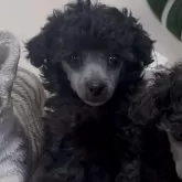 トイプードル(トイ)【青森県・女の子・2025年10月23日・シルバー】の写真1