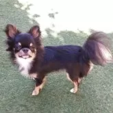 チワワ(ロング)【福島県・男の子・2024年11月13日・ブラックタン】の写真5