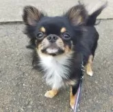 チワワ(ロング)【福島県・男の子・2024年11月13日・ブラックタン】の写真7