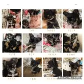 チワワ(ロング)【福島県・男の子・2024年11月13日・ブラックタン】の写真14「成長記録✨️」