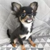 チワワ(ロング)【福島県・男の子・2024年11月13日・ブラックタン】の写真11