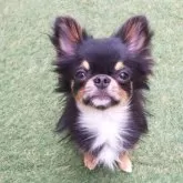 チワワ(ロング)【福島県・男の子・2024年11月13日・ブラックタン】の写真4