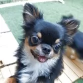 チワワ(ロング)