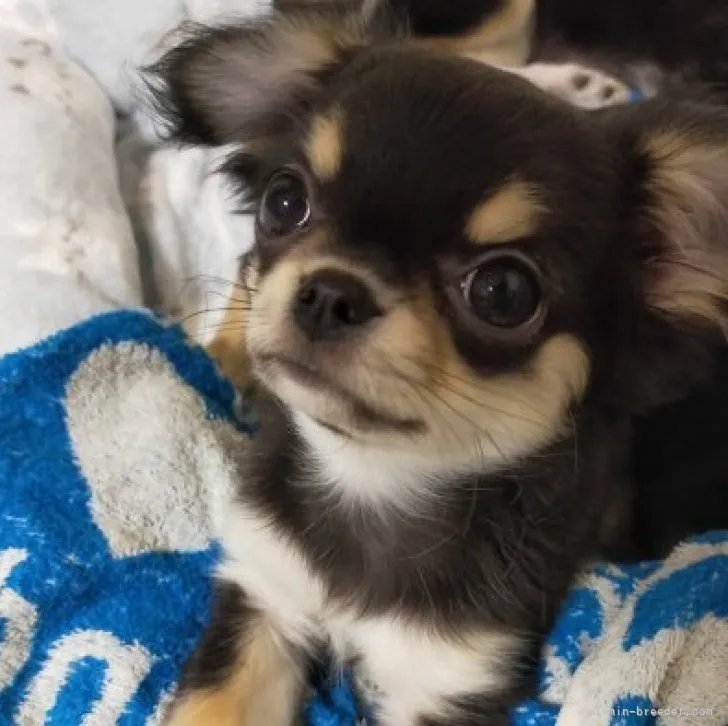 ID：2301-01376の子犬