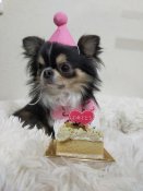 チワワ(ロング)【・男の子・2021年3月31日・ブラックタンホワイト】「3歳お誕生日おめでとう〜♪」