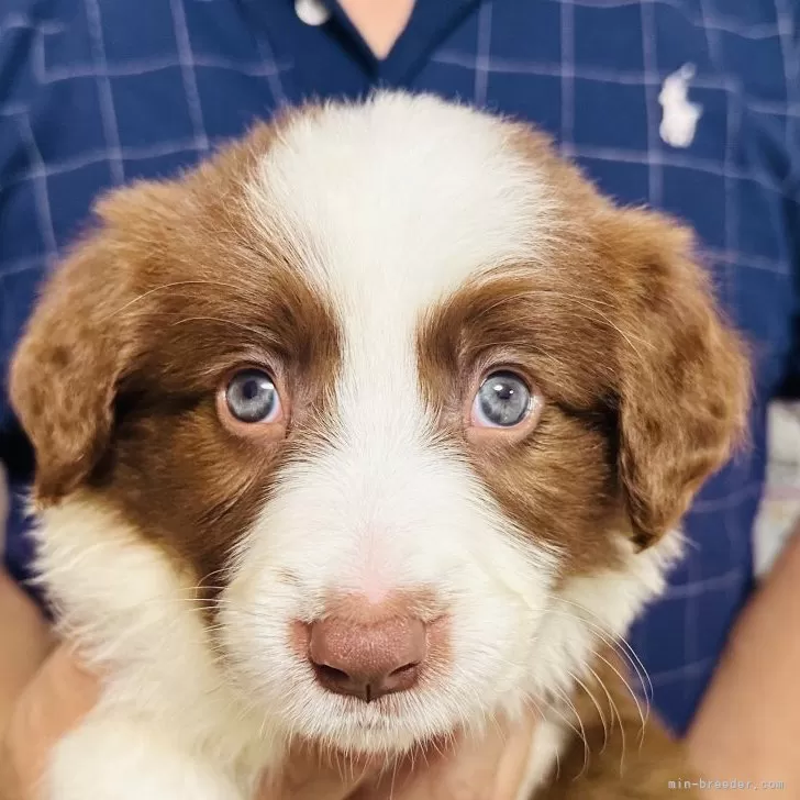 ID：2508-03152の子犬