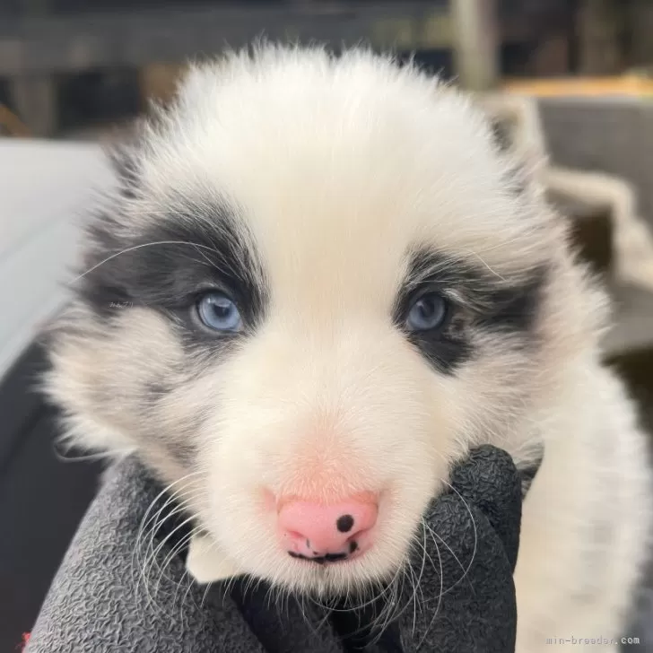 ボーダーコリー【愛知県・男の子・2025年9月23日・ブルーマールトライカラー】の写真1