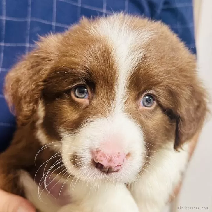 虎徹 様のお迎えした子犬