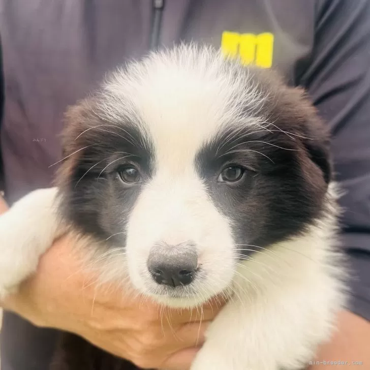 ID:2505-01542の子犬
