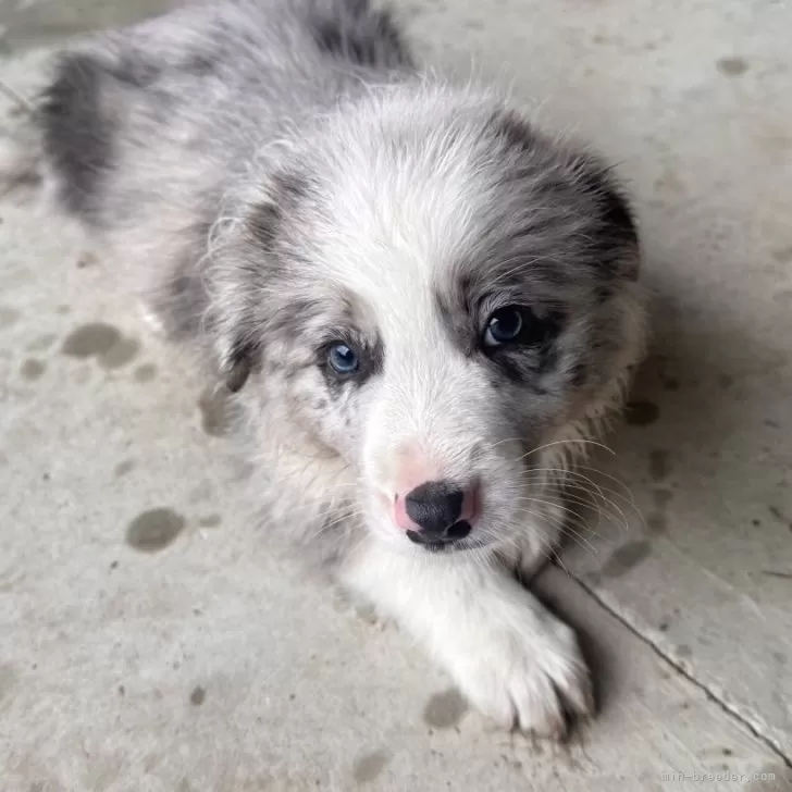 ID：2510-01492の子犬