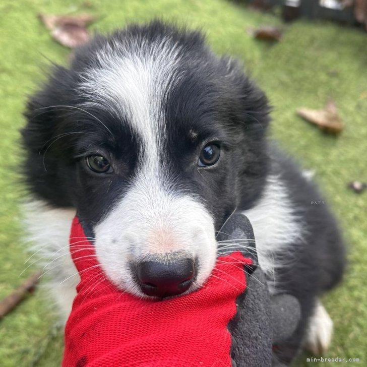 ブリーダー画像