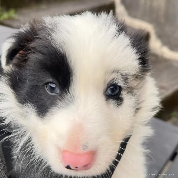 ボーダーコリー【愛知県・男の子・2025年9月23日・ブルーマールトライカラー】の写真1