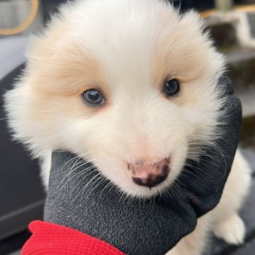 ボーダーコリー【愛知県・男の子・2025年9月23日・クリーム&ホワイト】の写真「小柄の元気な男の子」