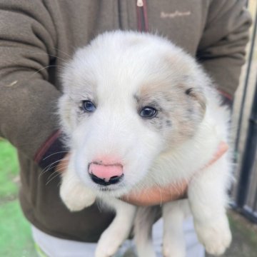 ボーダーコリー【愛知県・女の子・2025年8月23日・ブルーマール】の写真「チョンマゲチャームポイントの女の子、写真より実物が」