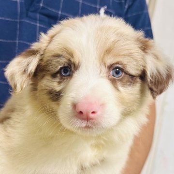 ボーダーコリー【愛知県・女の子・2025年6月22日・チョコレートマール】の写真「天使のように可愛い女の子」