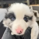 ボーダーコリー