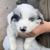 ボーダーコリー