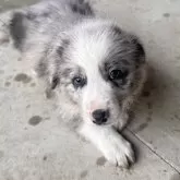 ボーダーコリー