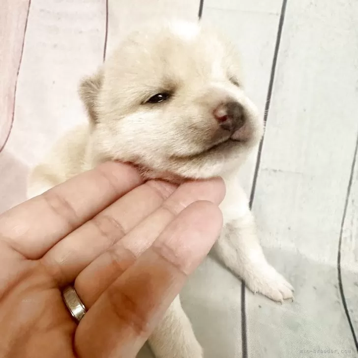 ID：2506-05358の子犬