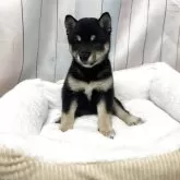 豆柴
