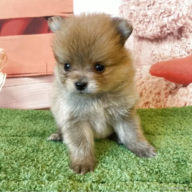 ID：2507-04482の子犬