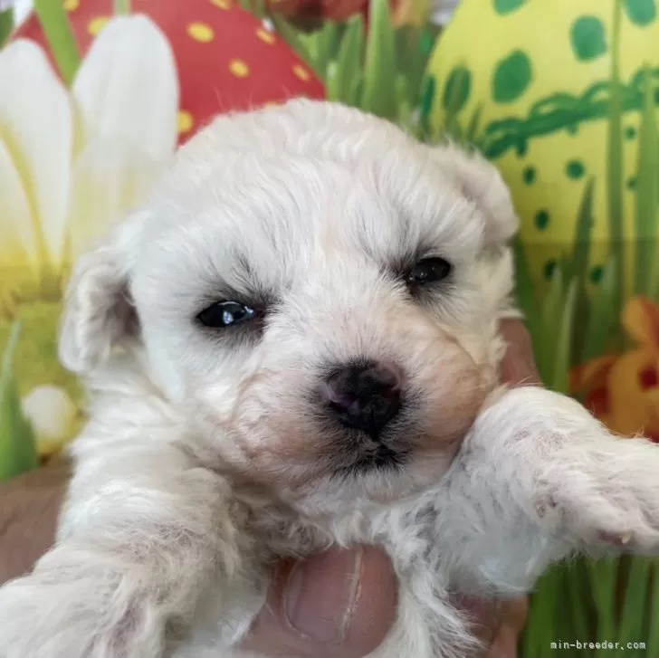 ID:2502-06348の子犬