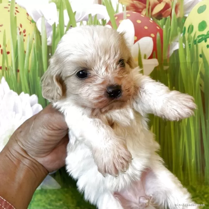 ID：2505-07356の子犬
