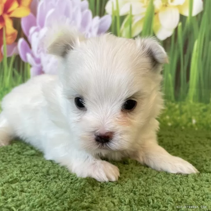 ID:2501-05705の子犬