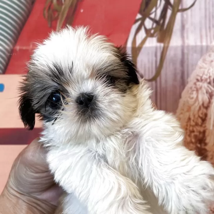 ID：2507-04475の子犬