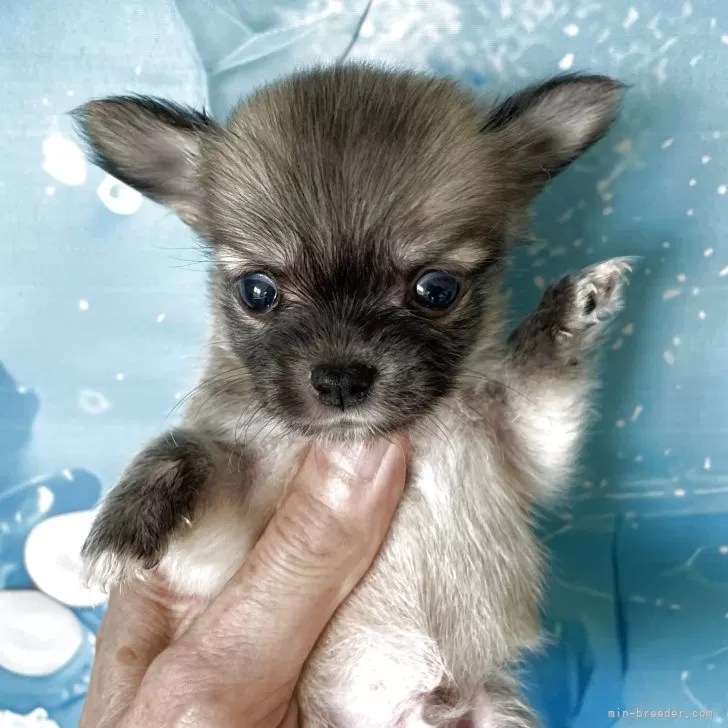 しんすけぽん 様のお迎えした子犬