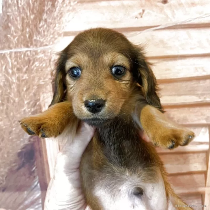 K.S 様のお迎えした子犬