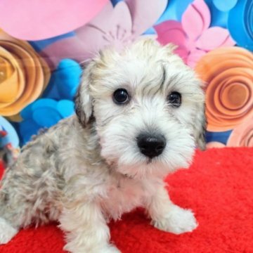 ミックス(ミニチュアシュナウザー×ビションフリーゼ)【北海道・男の子・2024年10月16日・ソルトアンドペッパー】の写真「可愛いです」