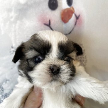 シーズー【北海道・女の子・2025年11月7日・ブラウンアンドホワイト】の写真「4頭兄妹です」