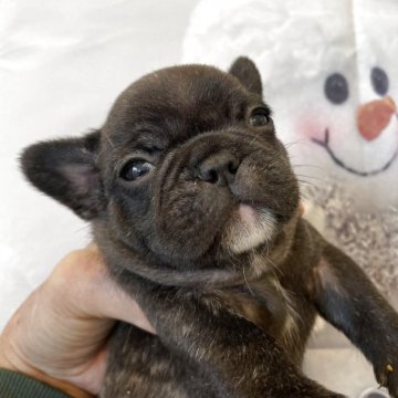 フレンチブルドッグ【北海道・男の子・2025年10月28日・ブリンドル】の写真「可愛いです！」