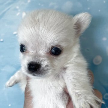 チワワ(ロング)【北海道・男の子・2025年7月7日・クリーム】の写真「5頭兄妹です」