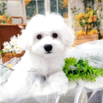 ビションフリーゼ【北海道・男の子・2025年4月12日・ホワイト】の写真「5頭兄妹です　あとこの子だけです！」