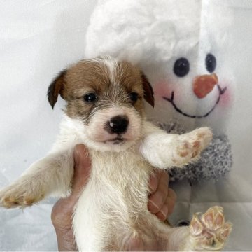 ジャックラッセルテリア【北海道・男の子・2025年12月4日・ホワイトアンドタン】の写真「5頭兄妹です！」