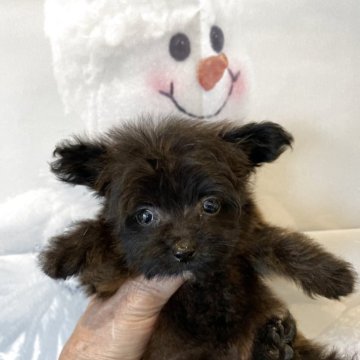 ミックス(トイプードル×パピヨン)【北海道・女の子・2025年9月8日・ブラック】の写真「可愛いパピプーです！」