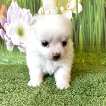 チワマル(チワワ×マルチーズ)【北海道・男の子・2025年4月17日・ホワイトアンドクリーム】の写真「3頭兄妹の可愛いチワマルです」