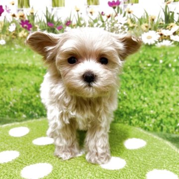 マルプー(トイプードル×マルチーズ)【北海道・男の子・2025年4月18日・アプリコット】の写真「父親1.5キロ母親2.1キロで親に似ると極小サイズ」