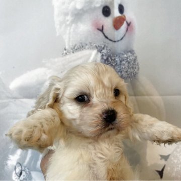 ミックス(ビションフリーゼ×アメリカンコッカースパニエル)【北海道・男の子・2025年11月7日・クリーム】の写真「クリームの可愛いミックスです」