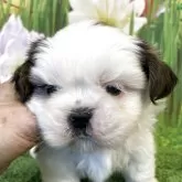 シーズー【北海道・男の子・2025年3月23日・ホワイトアンドブラウン】の写真1