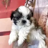 シーズー
