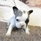 フレンチブルドッグ