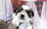 シーズー【北海道・女の子・2025年6月3日・ブラウンアンドホワイト】の写真5