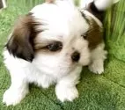 シーズー【北海道・男の子・2025年3月23日・ホワイトアンドブラウン】の写真6