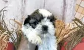 シーズー【北海道・女の子・2025年6月3日・ブラウンアンドホワイト】の写真6